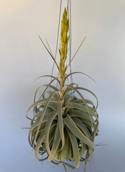 7" Airplant Xerographica HB