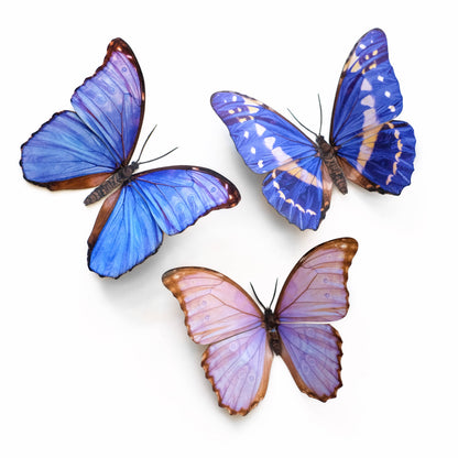 Reverie Morpho Butterfly Collection - 3 Piece Set