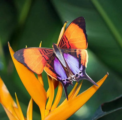 'Sunrise' Butterfly Set