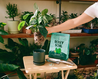 4 qt Organic potting soil mix, indoor, houseplant & herbs