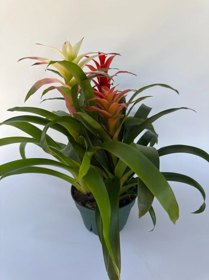 8" Bromeliad Triple Combo