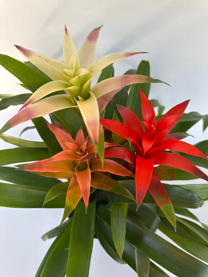 8" Bromeliad Triple Combo