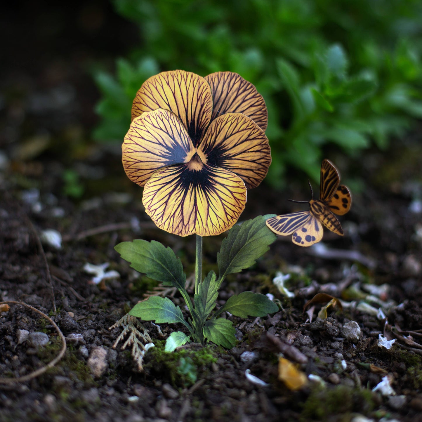 Little Virgin Tiger Moth & Tiger Eye Viola Collection - 4 Piece Set