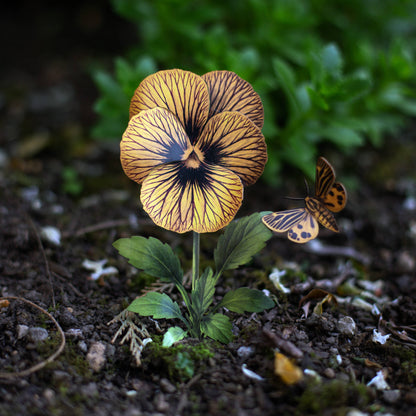 Little Virgin Tiger Moth & Tiger Eye Viola Collection - 4 Piece Set