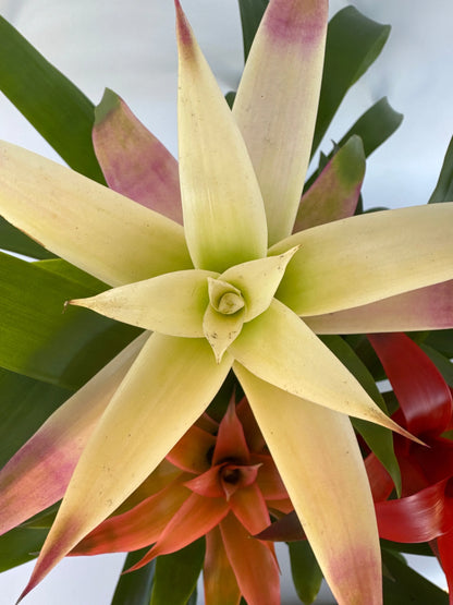 8" Bromeliad Triple Combo