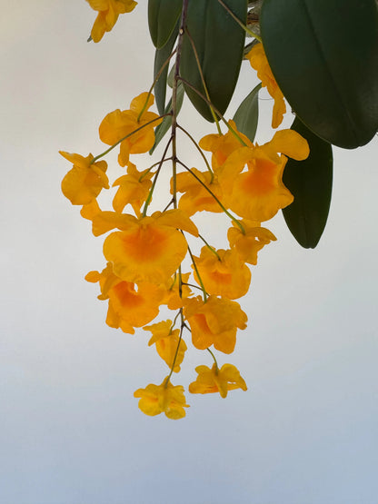 Dendrobium Sp. Aggregatum