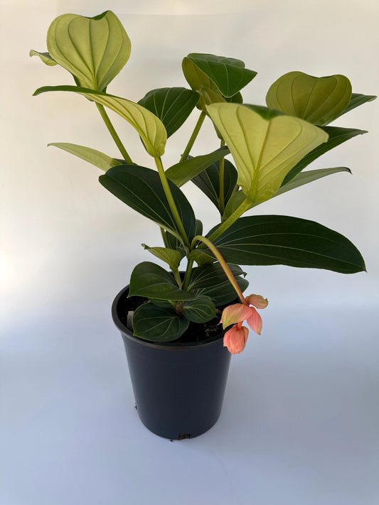 14" Medinilla Magnificum