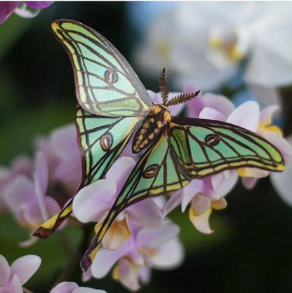 'Jade' Spanish Moon Moth Set