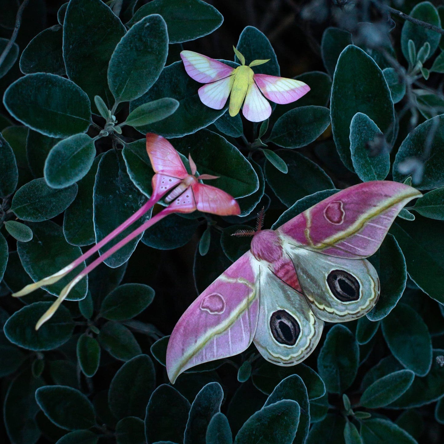 Blush Pink Moth Collection - 3 Piece Set