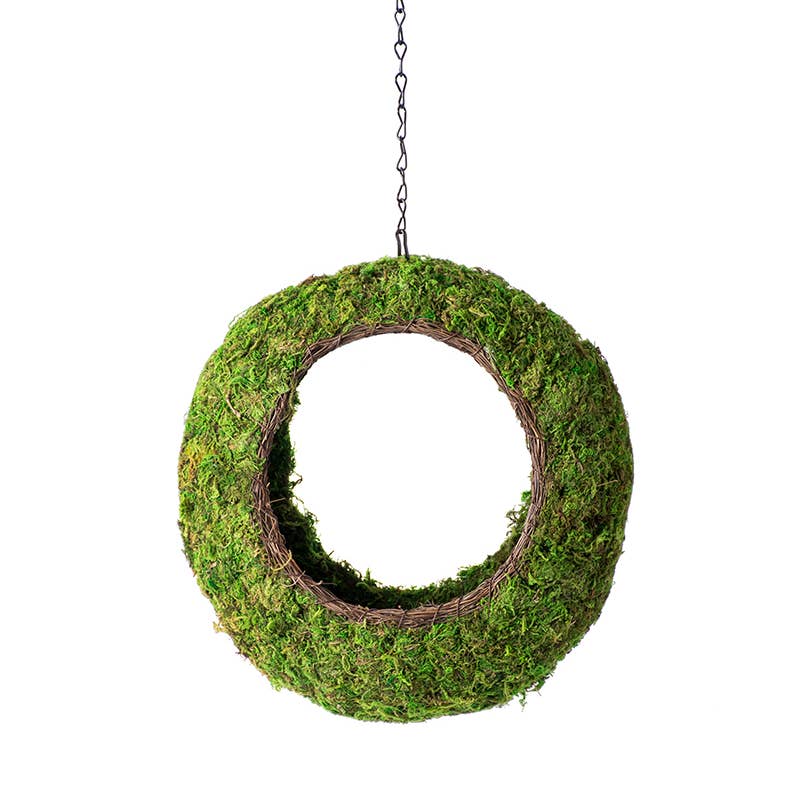 Hanging moss wreath with grapevine base and metal chain, perfect for indoor botanical decor