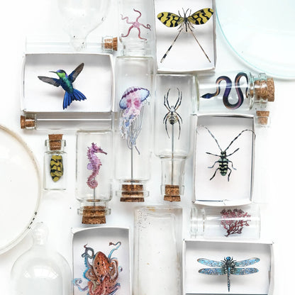 'Biophilia' Micro Specimen Collection