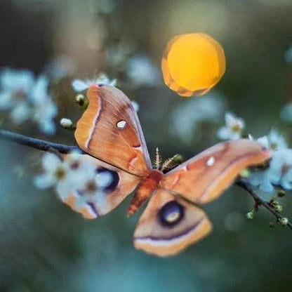 'Summer' Chinese Moon Moth Set