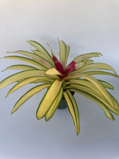 6" Neo Bromeliad