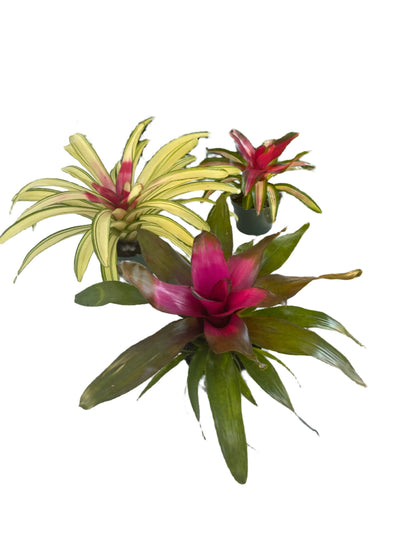 6" Neo Bromeliad