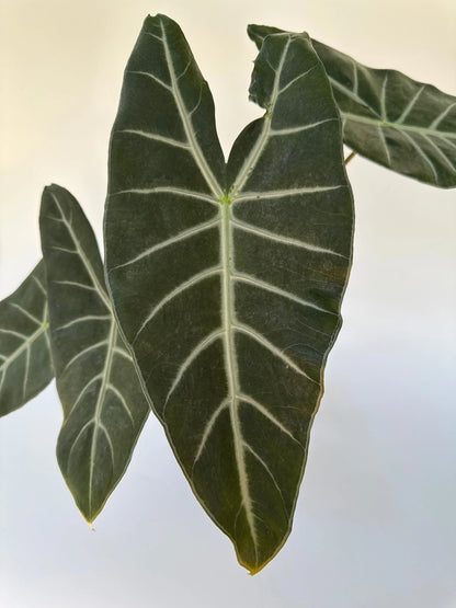 6" Alocasia  Sp. Ivory Coast