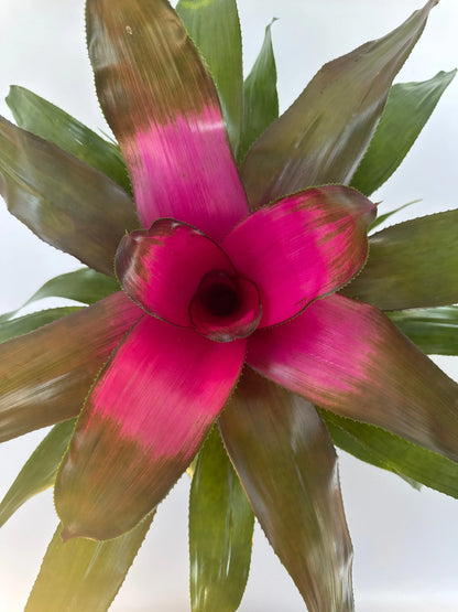 6" Neo Bromeliad