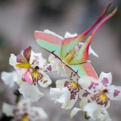 'Summer' Chinese Moon Moth Set