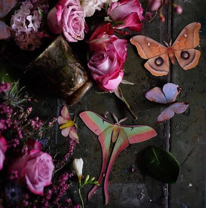 'Summer' Chinese Moon Moth Set