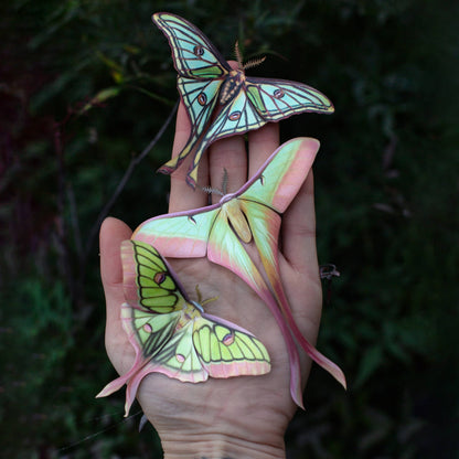 Moonborn Luna Moth Collection - 3 Piece Set