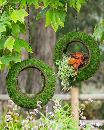 Hanging circular moss wreath planter with trailing and foliage plants outdoors