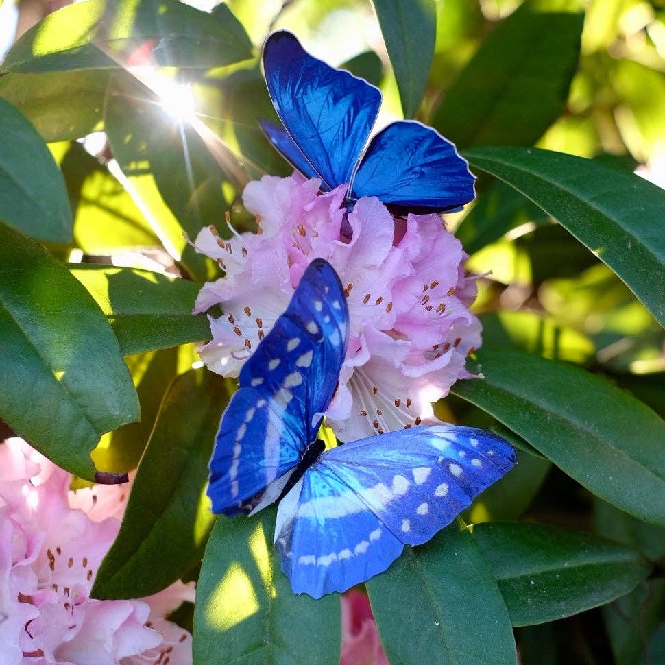 Morphos & Monarch Butterfly Collection - 5 Piece Set