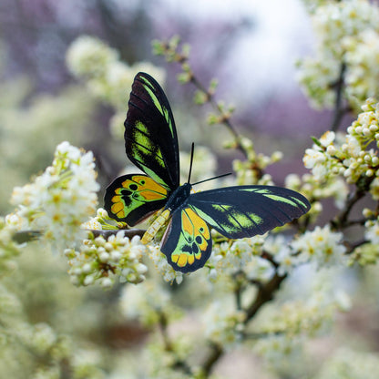 Skyward Birdwing Butterfly Collection - 3 Piece Set