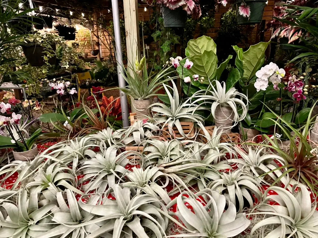Airplant Workshop