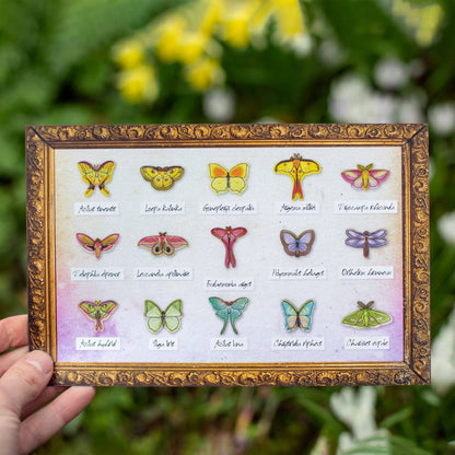 ’Utopia' Micro Moth & Butterfly Collection