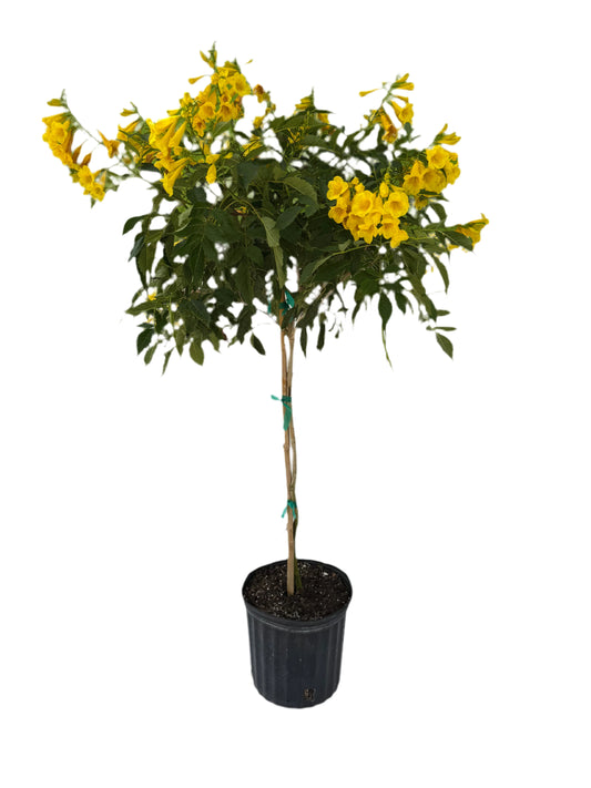 10" Esperenza Standard ‘Yellow Bells’