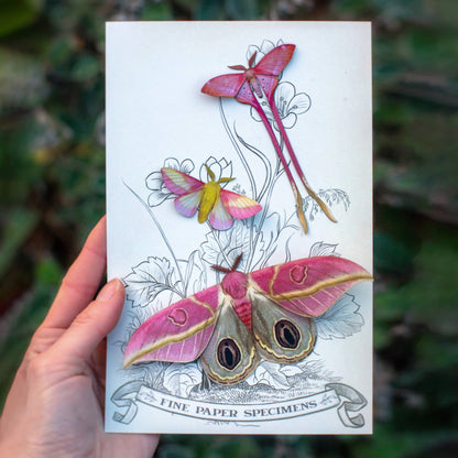 Blush Pink Moth Collection - 3 Piece Set
