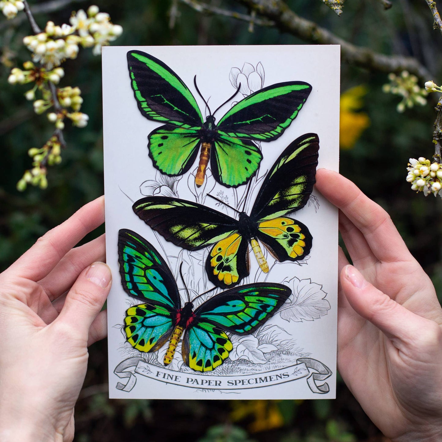 Skyward Birdwing Butterfly Collection - 3 Piece Set