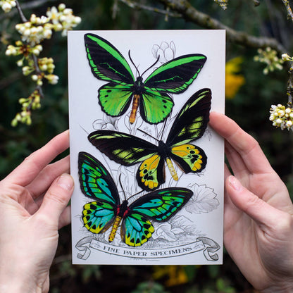 Skyward Birdwing Butterfly Collection - 3 Piece Set