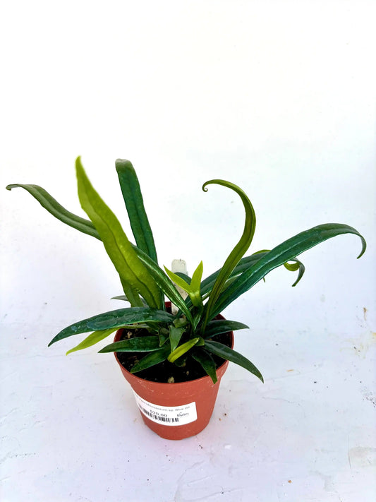 A standalone picture of a 4 inch blue oil Microsorum plant in front of a white backdrop