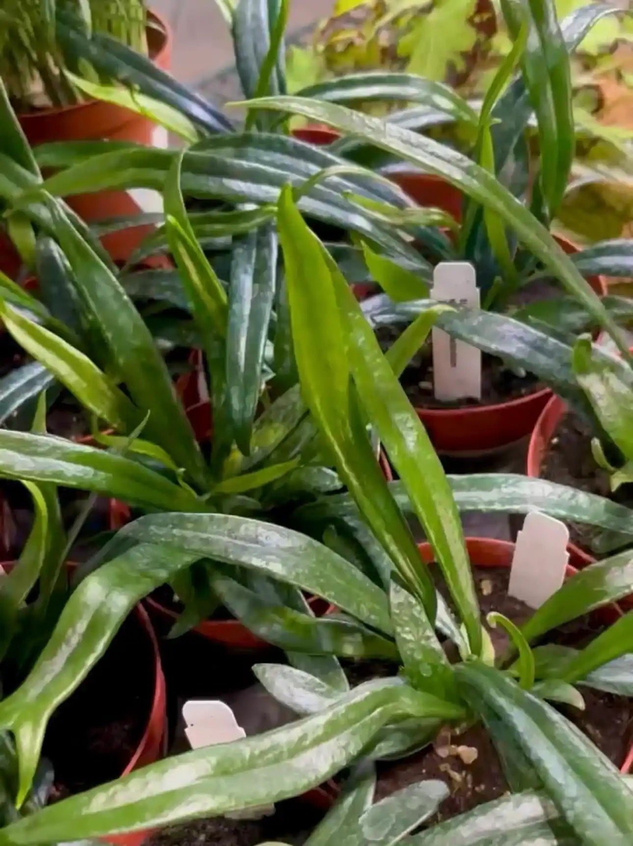 a Zoomed in picture of a group picture of 4 inch blue oil plants in a tray