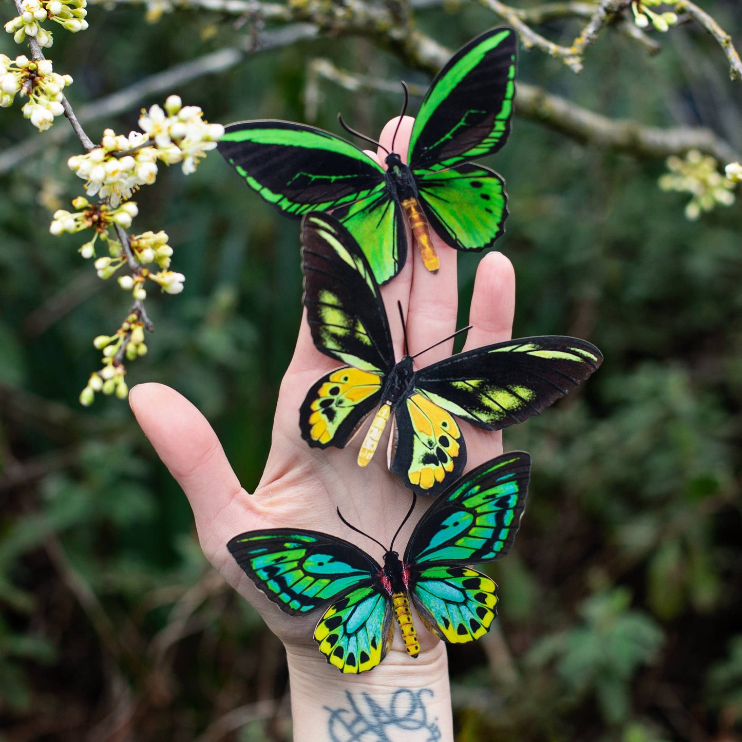Skyward Birdwing Butterfly Collection - 3 Piece Set