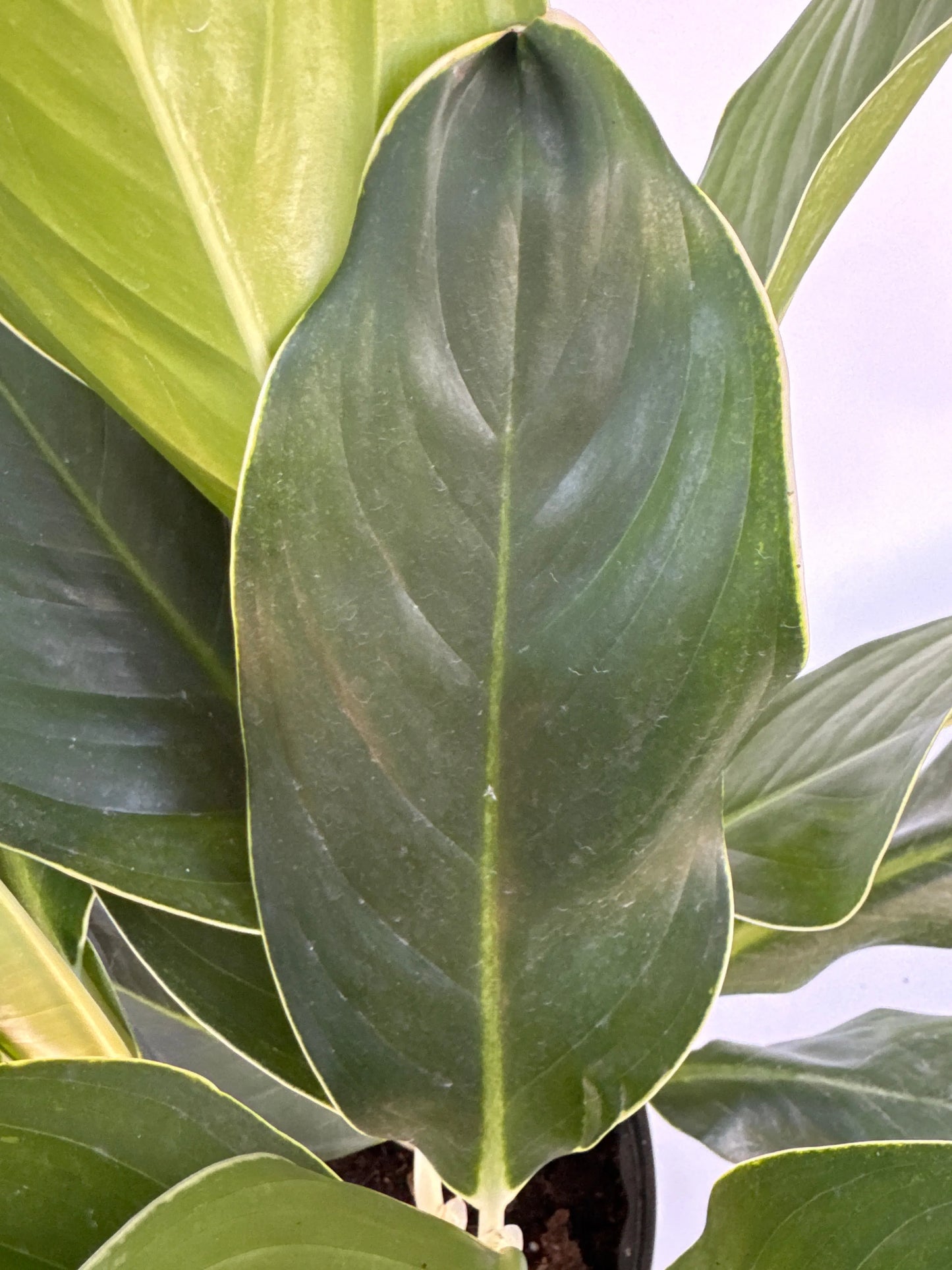 10" Aglaonema White Edge