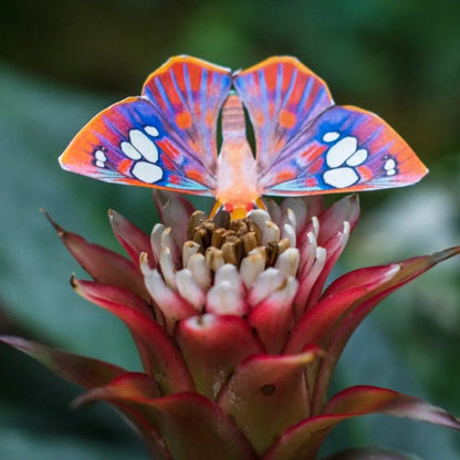 'Dawn' Butterfly Set