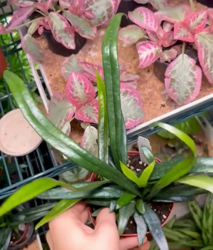 Top down view of a Persons hand holding a 4 inch blue oil plant in front of a display