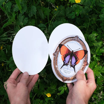 Purple-Stained Daggerwing Oval Greeting Card