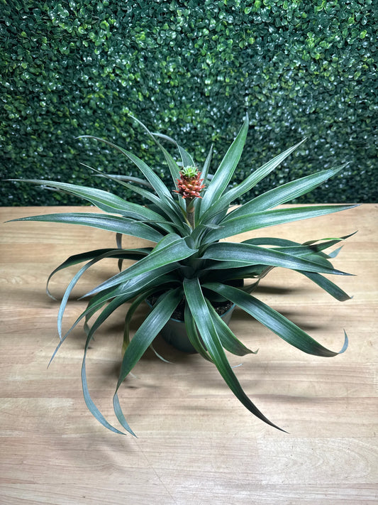 6" Pineapple Bromeliad