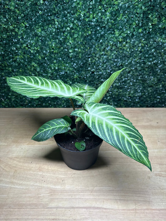 6" Xanthosoma Lindenii Magnificum