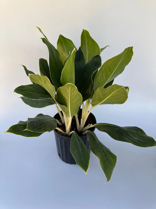 10" Aglaonema White Edge