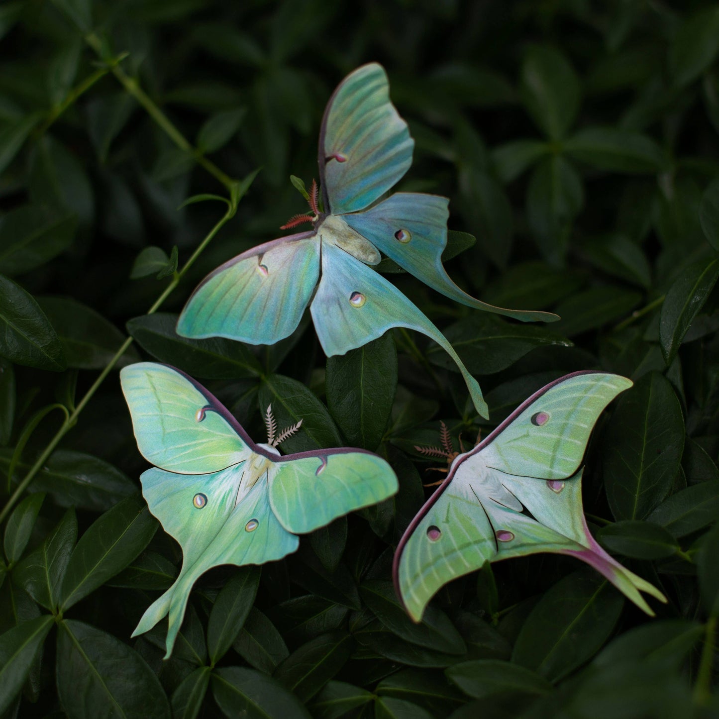 Moonwake Luna Moth Collection - 3 Piece Set