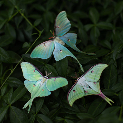 Moonwake Luna Moth Collection - 3 Piece Set