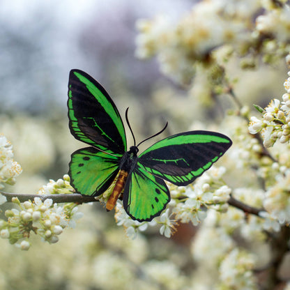 Skyward Birdwing Butterfly Collection - 3 Piece Set