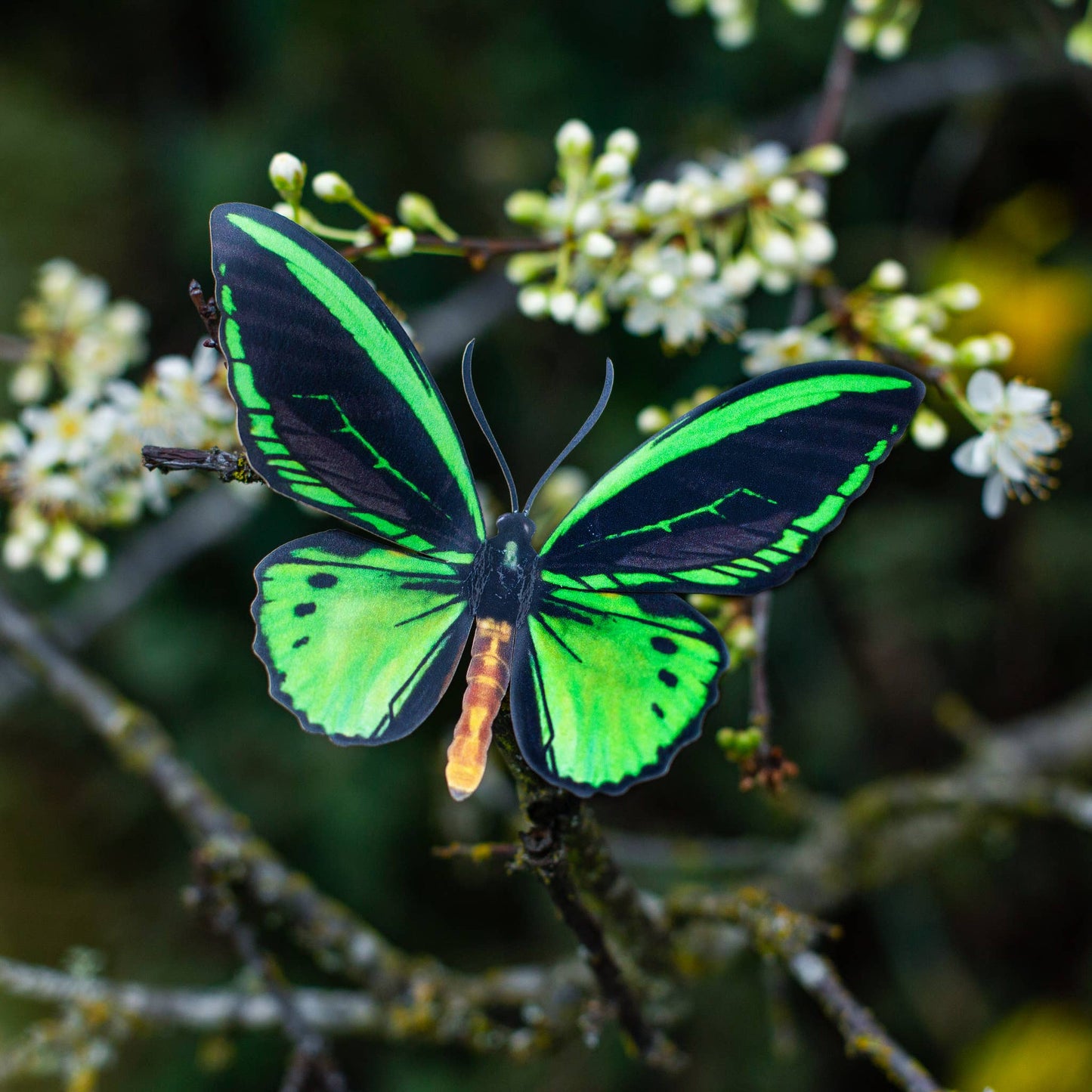 Skyward Birdwing Butterfly Collection - 3 Piece Set