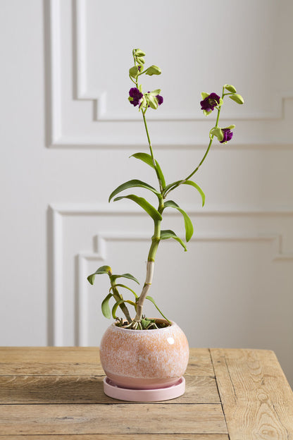 Casey Pot with Saucer