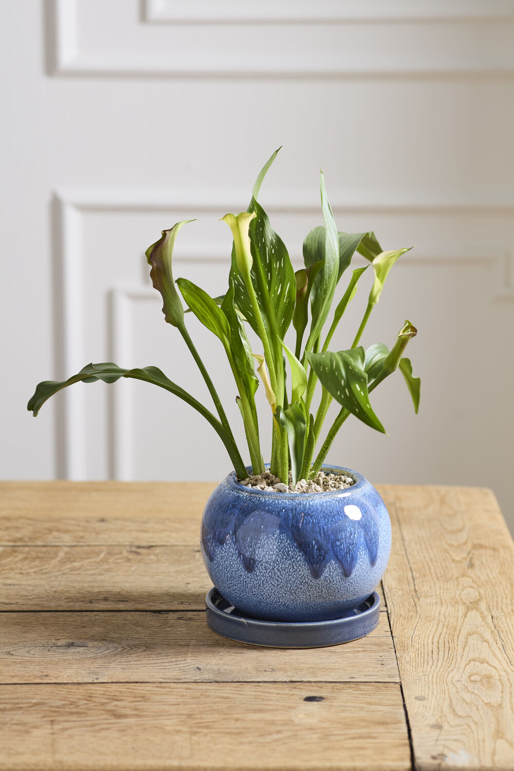 Casey Pot with Saucer