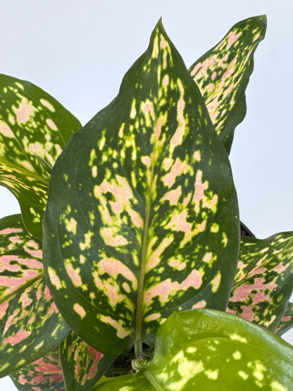 6" Aglaonema Wishes
