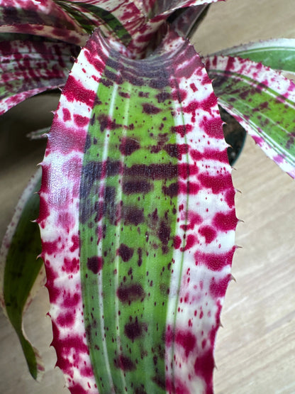 6" Neo Sp. Hypnotic